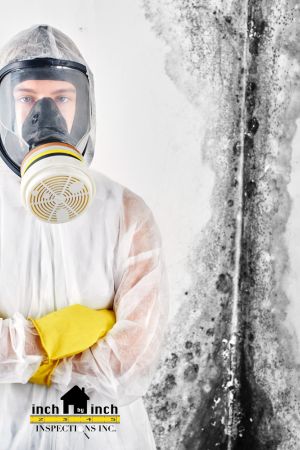 mold removal specialist in Toronto