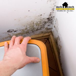 mold remediation in oakville