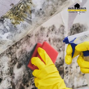 mold removal toronto